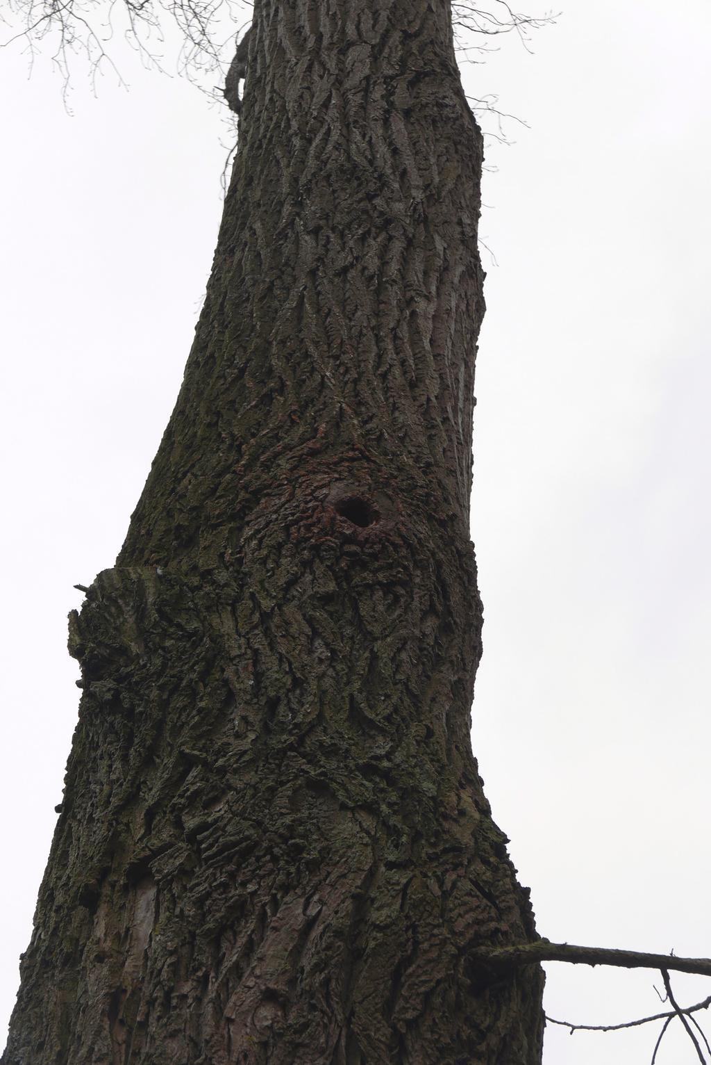 Afb.5: Spechtenholte in boom binnen kavel 2