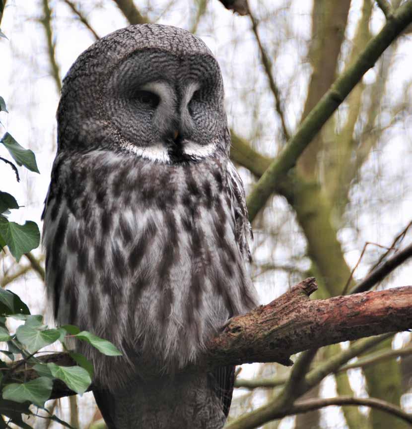 Huisdierwijzer uilen Strigiformes DEPARTEMENT