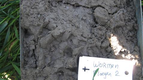 Figuur 19: Afbeelding van gestoken grondmonster mulch. In figuur 19 wordt een afbeelding weergegeven van een gestoken grondmonster op mulch. Ook hier zijn veel wormengangen te vinden.