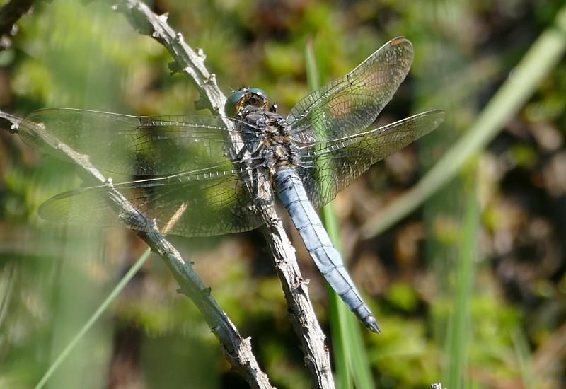 Beekoeverlibel /Orthetrum coerulescens /Korenbouten Zeldzaam Soort van beken en sloten, maar kan ook voorkomen