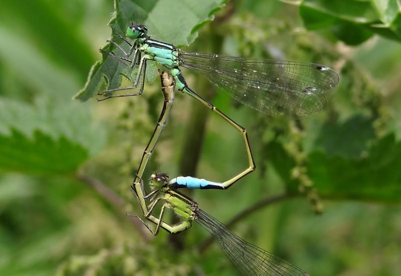 Lantaarntje /Ischnura elegans /Waterjuffers Wederom een zeer algemene juffer, die overal te vinden is, vaak in zeer grote aantallen, maar minder bij de vennen. Heeft weinig voorkeur voor leefgebied.