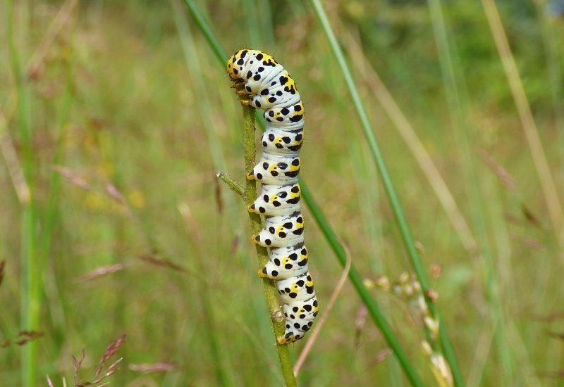 Geelpurperen Spanner (Idaea