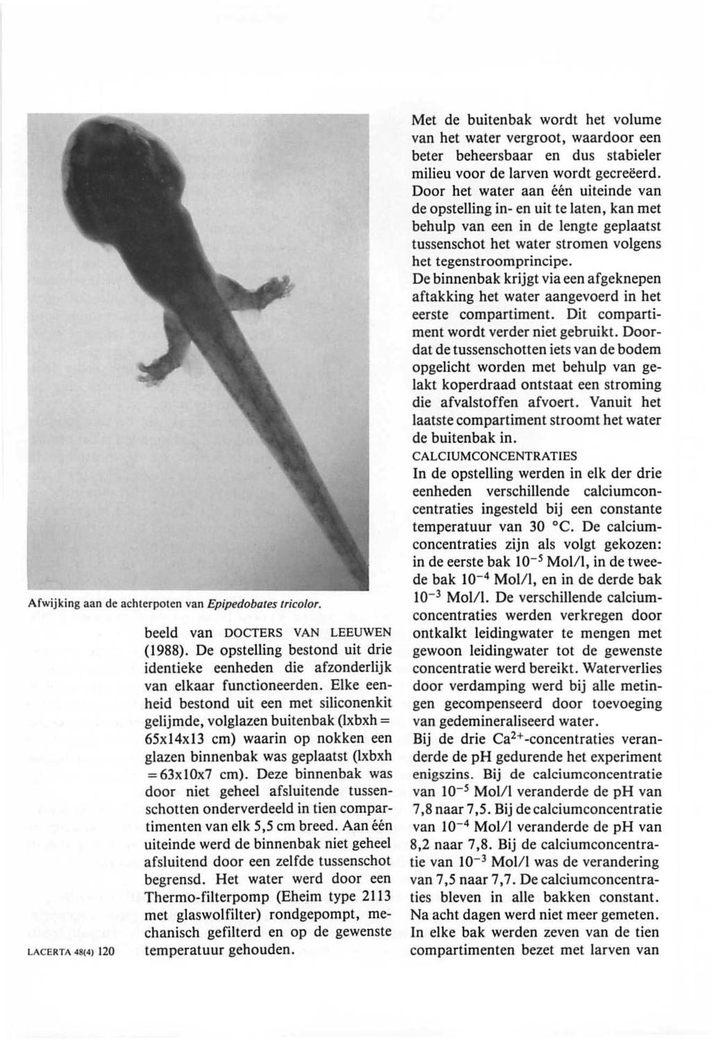 Afwijking aan de achterpoten van Epipedobates tricolor. LACERTA 48(4) 120 beeld van DOCTERS VAN LEEUWEN (1988).