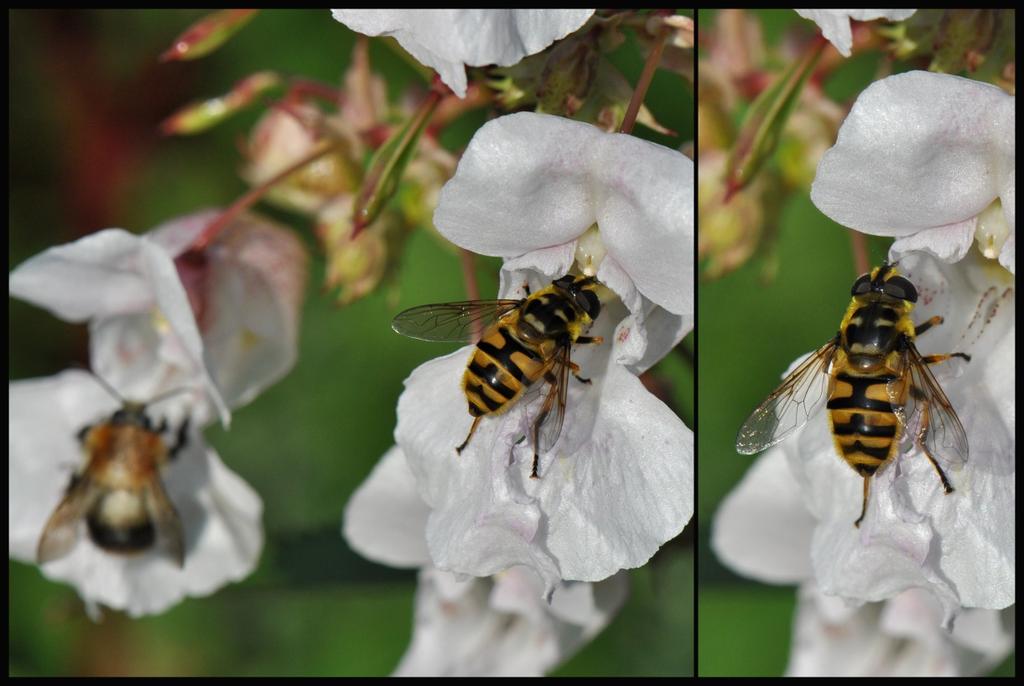 Uiteraard trekt de springbalsemien ook ander insecten dan de hommel, zoals bijvoorbeeld deze doodskopzweefvlieg.