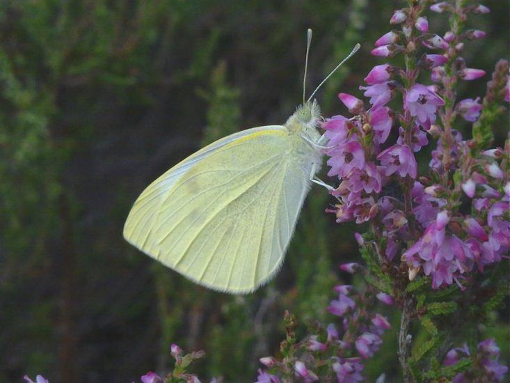 Klein Koolwitje Pieris rapae Algemeen Witjes Algemene soort op de Strabrechtse Heide, vooral in het najaar tijdens de trek in grote aantallen, zelden in grote concentraties ter plaatse.