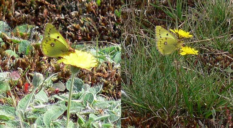 Oranje Luzernevlinder Colias crocea Zeldzaam Witjes Zeldzame soort, vooral tijdens invasiejaren (2009)