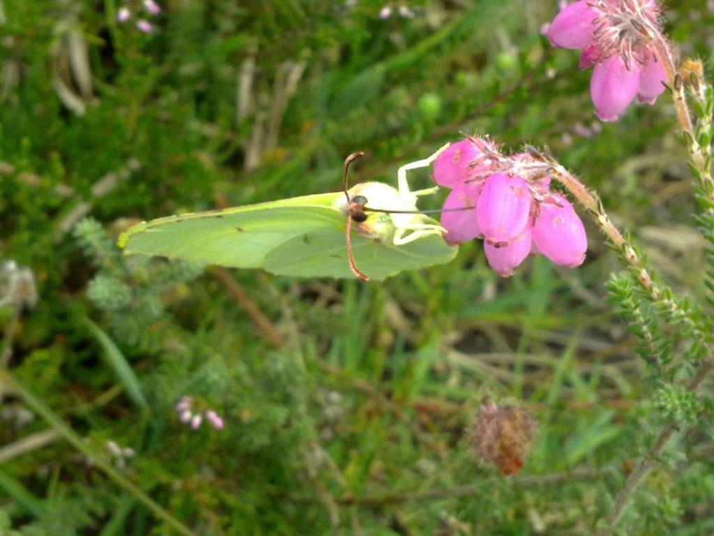 Kleine Vuurvlinder Lycaena phlaeas Vrij algemeen Blauwtjes, Kleine Pages en Vuurvlinders Vrij algemene soort