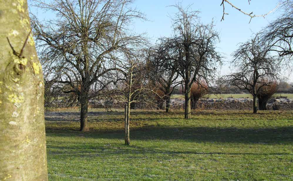 Deze oude fruitgaard aan de Waranda in Sambeek