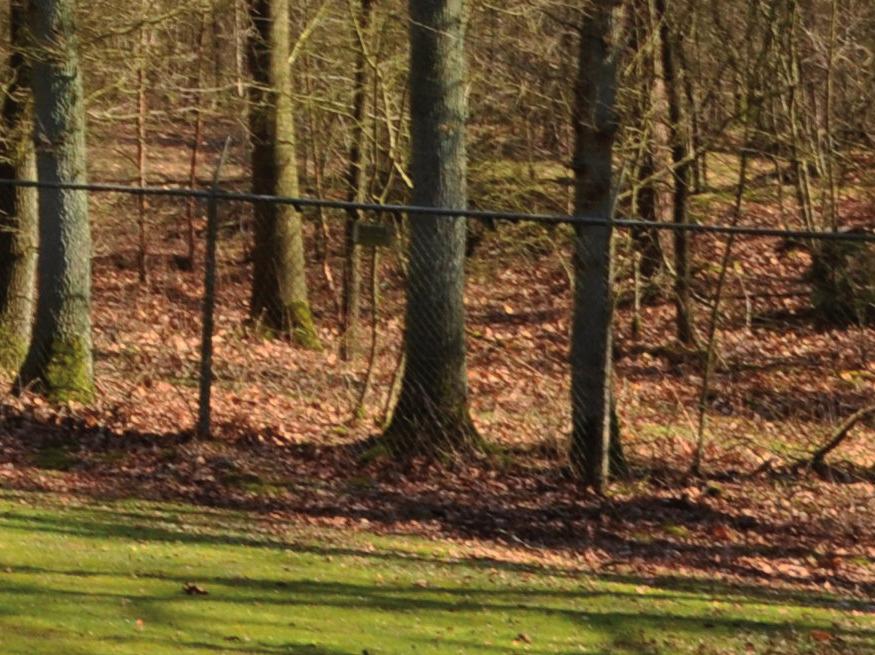 Hier staat een simpele afscheiding van paal en draad. Langs de bosrand aan de oostzijde staat een hoger hekwerk met prikkeldraad op de kop.