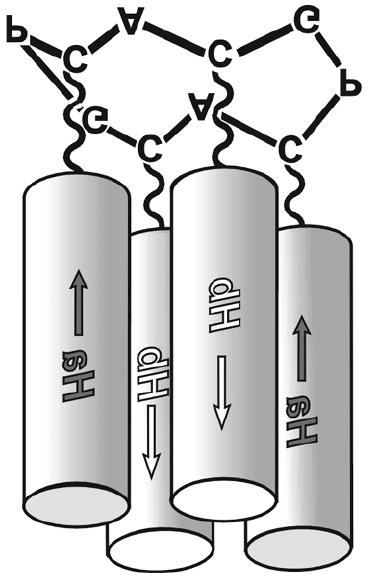 De drijvende kracht achter de associatie van de peptidenketens tot een vier-helix bundel is een soort schizofrenie in de individuele α-helices; één zijde bestaat uit waterminnende (hydrofiel)