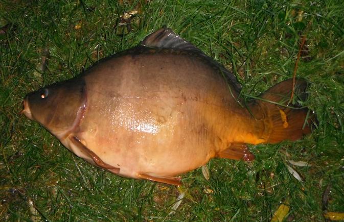 Ook de fuikvangsten zijn met slechts 0,3 kg en 6 vissen per fuiknacht (Grote Vijver) en 0, kg en 5 vissen per fuiknacht (Kleine Vijver) zeer laag.