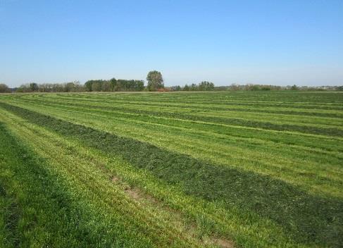 4 GVE/ha t C ha -1 jaar -1 1,6 1,4 1,2 1 0,8 0,6 0,4 0,2 1,5 GVE/ha 3-5 sneden 0,0 Grazen Maaien