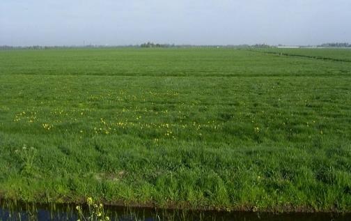 Graslandbeheer: vernieuwing Weinig gegevens beschikbaar met focus op C Blijvend grasland