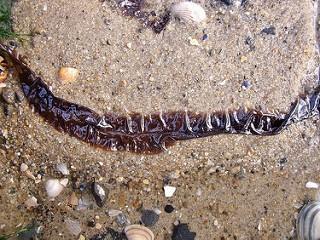 Verslag excursie Huisduinen, 13 december 2015 Tijd: 13.00 tot 15.