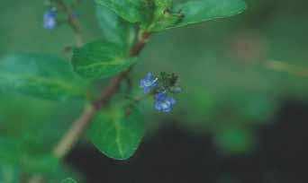 Waterplanten Niet alle waterplanten zijn geschikt voor een helofytenfilter, onderstaand een overzicht van planten die de voorkeur genieten.