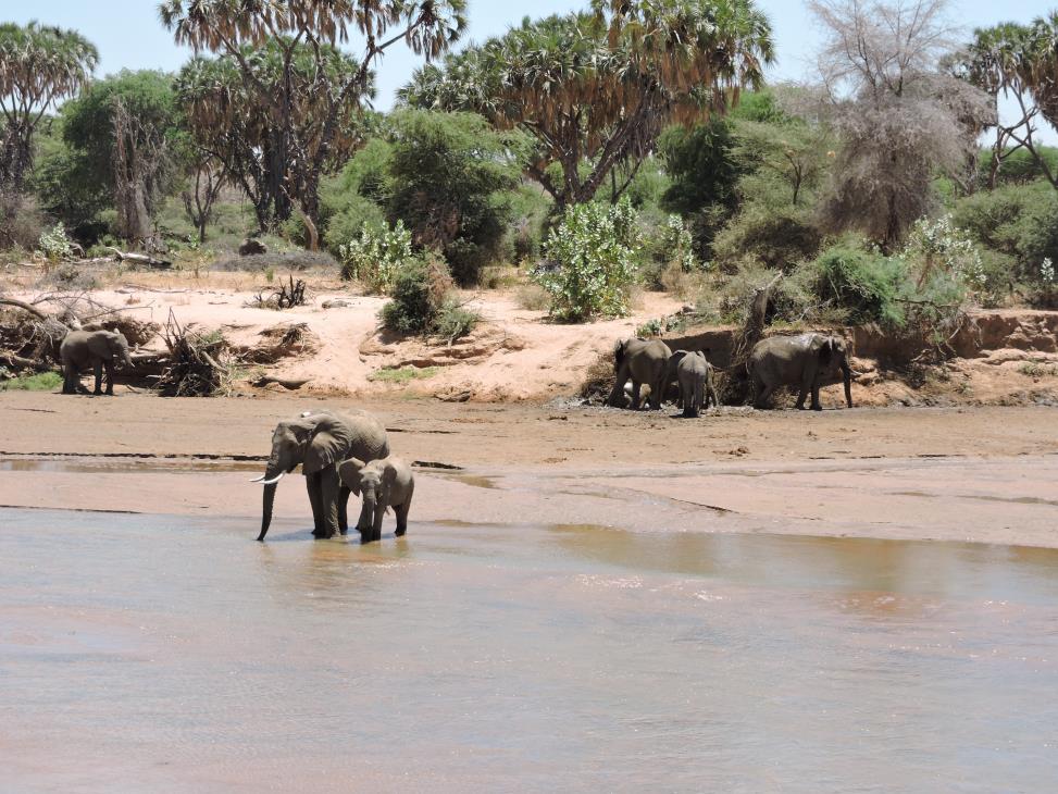 U rijdt naar het noordelijk deel van Kenia waar u aankomt aan de accommodatie voor de lunch. In de late namiddag staat er een eerste Safari Tocht op het programma in deze parel van een natuurpark.