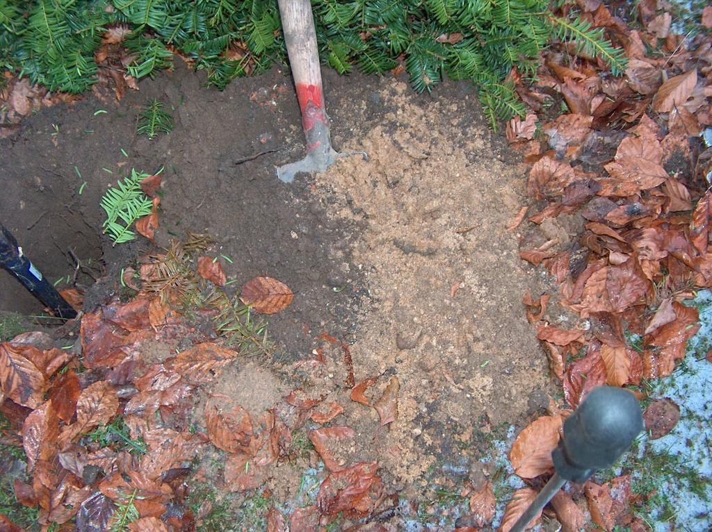 4.3 Bodem- en wortelonderzoek Onder de kroonprojectie van de bomen is onderzoek uitgevoerd om de opbouw van de bodem en beworteling in kaart te brengen.