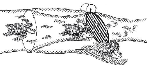 40 33 11(3) 2009 Figuur 3. Een schematische weergave van een Turtle Excluder Device. Te zien is dat de garnalen gevangen worden terwijl de zeeschildpad via een valmechanisme het sleepnet kan verlaten.