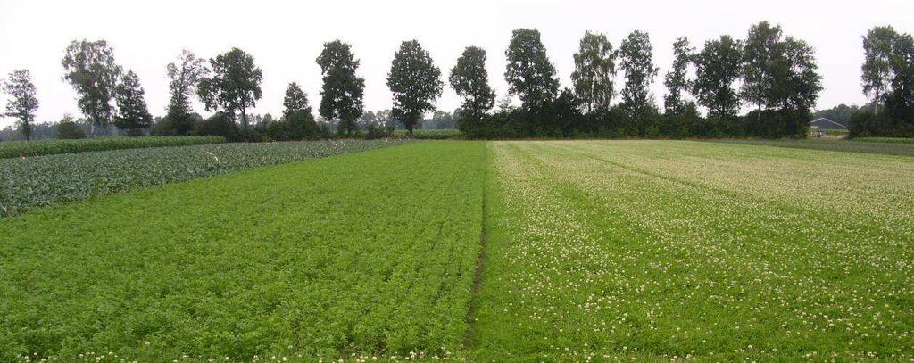 Figuur 4. Gewasstand op 30 juni 2008 (links luzerne, rechts gras klaver) In de teeltperiode 2005 2007 gaf de gras klaver een hogere totale drogestofopbrengst dan de luzerne (tabel 3).