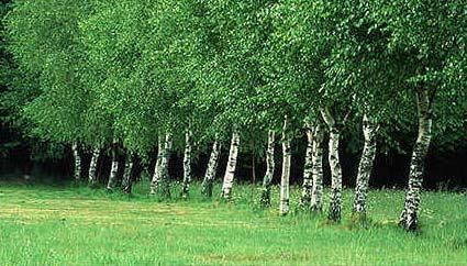 Door in een vroeg stadium verschillende maten bomen aan te planten groeit het raamwerk mee met de