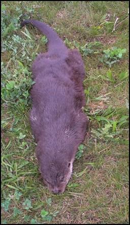 Dode otter op Oostvaardersdijk Afgelopen week is er op de Oostvaardersdijk, ter hoogte van het Bovenwater bij Lelystad, een dode otter gevonden.