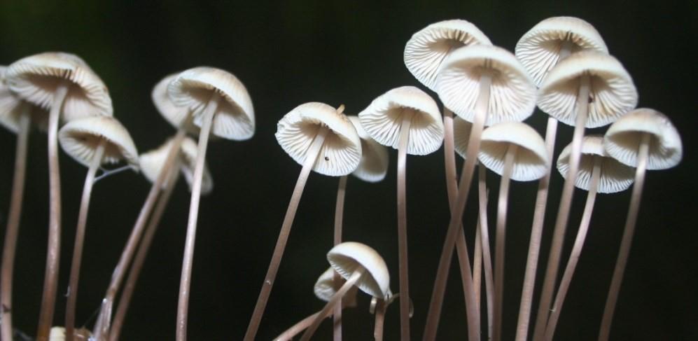 5 Zwammen met IVN >Voor mensen met (beginnende) belangstelling voor paddenstoelen in en rondom Zeewolde IVN Zeewolde organiseert in het weekend van vrijdagavond 9 oktober en zaterdagochtend 10