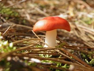 Op de zaterdagochtend ga je gelijk de opgedane kennis in de praktijk brengen bij paddenstoelen langs het IVN Natuurpad. Locatie De avondbijeenkomst is in De Roode Schuur, Dasselaarweg 29, Zeewolde.