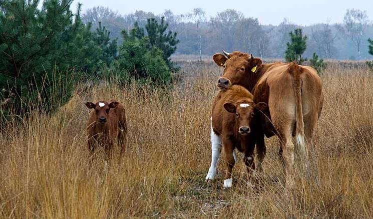 Dit ligt tussen Boxtel en Oisterwijk in Noord-Brabant. Het is een natuurgebied met veel vennen tussen bosgebied en grote heidevelden.