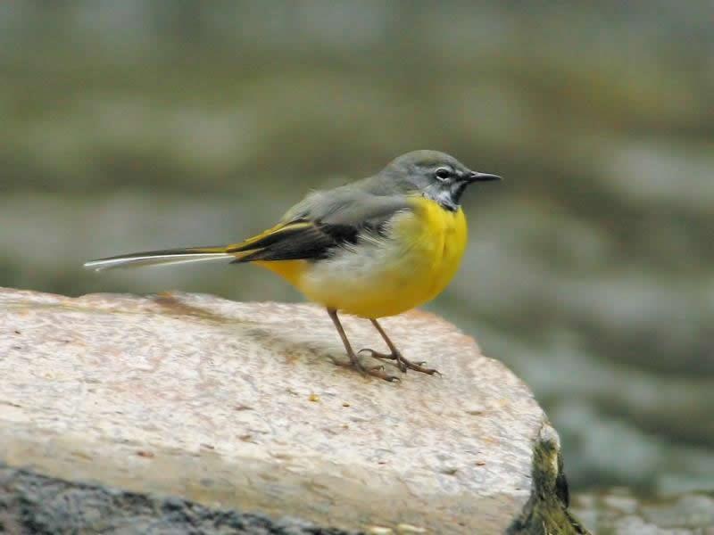 Breda en de grote gele kwikstaart West Brabantse Vogelwerkgroep Januari