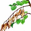 Tuinkrant's Tuindokter - Ziekten en Plagen Gids - Plantenziekten Ziekten en plagen van Catalpa trompetboom Een geslacht met 11 soorten winterharde, bladverliezende bomen, die voorkomen in Oost-Azië