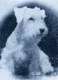 HELDER IDEE Cruciaal in de geschiedenis van de Český Teriér is Horáks ontmoeting met Červenka, een fokker van Sealyham Terriers.