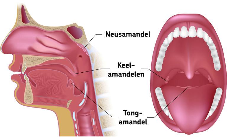 Wat zijn amandelen en wat doen ze? Het lichaam heeft een uitgebreid systeem om infecties tegen te gaan. Dit systeem noemen we het lymfkliersysteem.