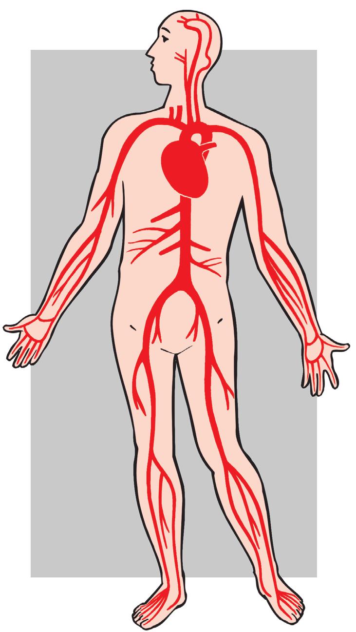 Hoe werkt een gezond hart- en vaatstelsel? Om te kunnen functioneren, heeft ons lichaam zuurstof en voedingsstoffen nodig. Deze stoffen bereiken de spieren en organen in ons lichaam via het bloed.