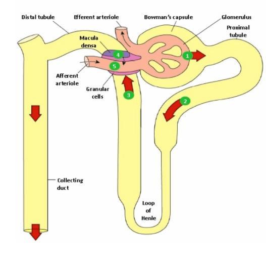 Tubulo-glomerulaire feedback mediatoren afferente vasoconstrictie macula densa meet verhoogde