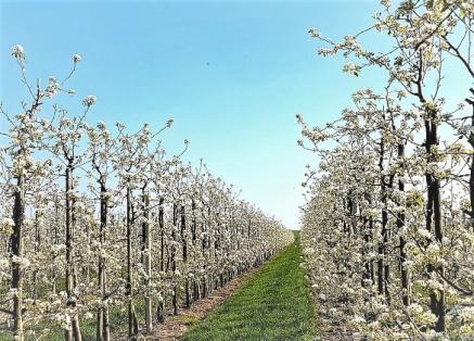 Puur, intiem en onbezorgd genieten midden tussen de fruitbomen. Wij ontvangen u graag in een sfeervolle ambiance, rijkelijk gevuld met verse en unieke bloemdecoraties.