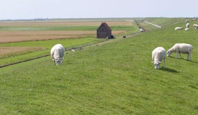 Programma Aan de landrand van de Waddenzee en op alle eilanden komen kwelders voor. Bekende kwelders zijn de Schorren op Texel, de Boschplaat op Terschelling en de Oosterkwelder op Schiermonnikoog.