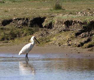 Dat concludeert Theunis Piersma, hoogleraar dierecologie in Groningen en waddenonderzoeker bij het Koninklijk Nederlands Instituut voor het Onderzoek der Zee (NIOZ) op Texel.