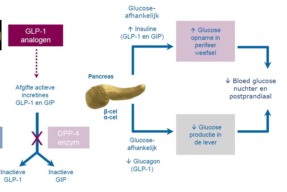 6. DPPIV remmers en CVD 4 verschillende middelen in NL op de markt: - linagliptine -saxagliptine* -sitagliptine* -vildagliptine * cave nierfunctie Werkingsmechanisme: Verhogen glucose-afhankelijke