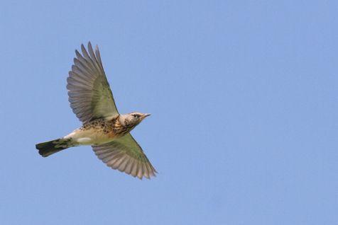 Indrukwekkende stroom kramsvogels De kramsvogel behoort tot de talrijkste trekvogels in het najaar. De jaarlijks waargenomen aantallen wisselen echter sterk.