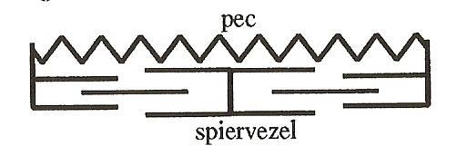 Over de funktie van het parallelle spierbindweefsel Herre Faber, Bewegingstechnoloog, Voorburg Herre Faber Inleiding Een spier bestaat uit veel verschillende weefsels.