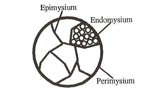 Figuur 2 Dwarsdoorsnede van een spier. De parallel elastische komponent wordt onderverdeeld in het epi-, het peri-, en het endomysium. Figuur 3.