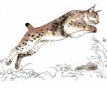 De lynx is een jager en heeft een eigen jachtmethode ontwikkeld. Omdat zijn hart klein is, kan hij niet lang achter zijn prooi jagen. Hij gaat dus op sluipjacht.