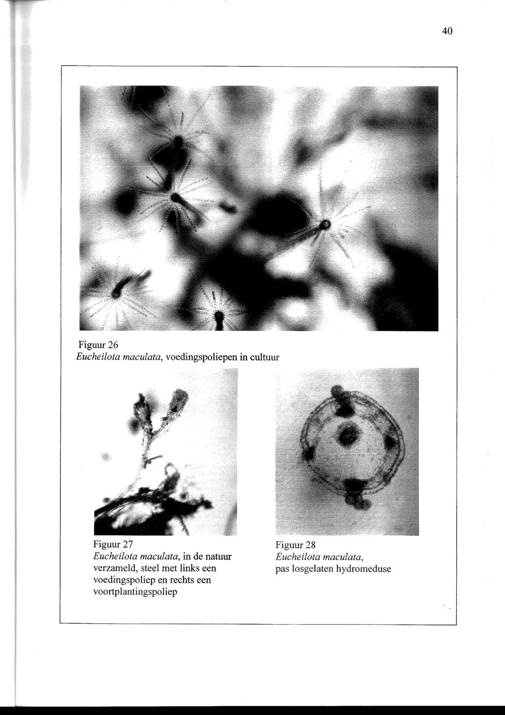 Figuur 26 Eucheilota maculata, voedingspoliepen in cultuur Figuur 27 Figuur 28 Eucheilota maculata, in de natuur