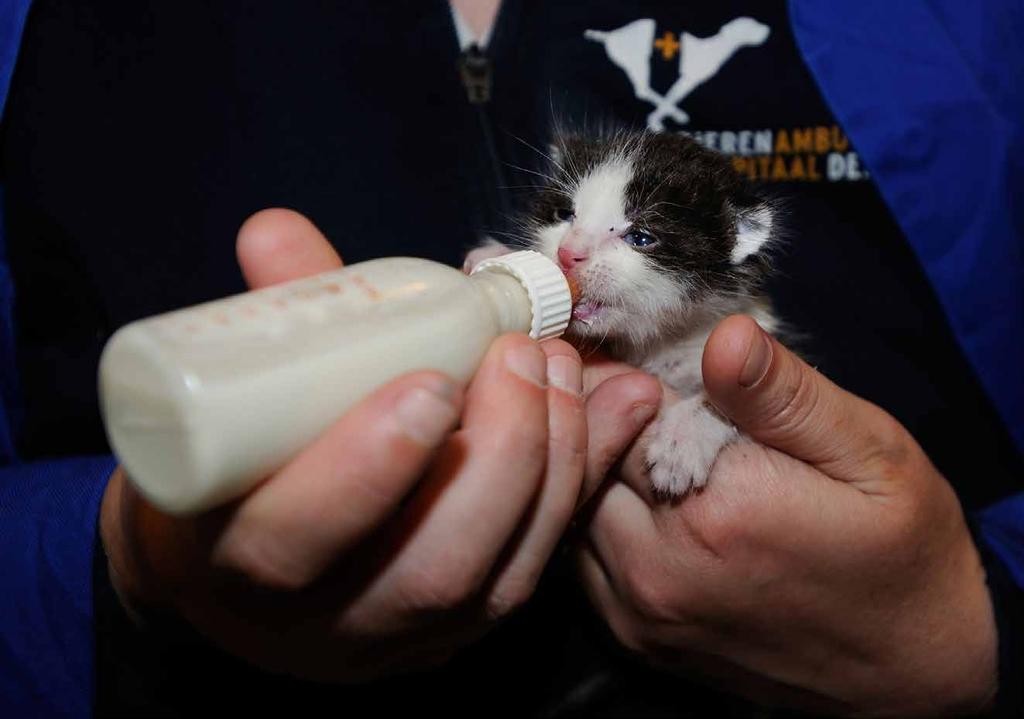 Dit kitten is door een Italiaanse buschauffeur gevonden onder zijn bus op de busstandplaats bij Madurodam.