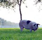 Duurzaam bankieren Rabobank Vaart en Vechtstreek Rabo Impactlening voor omschakeling van een gangbaar varkensbedrijf naar een biologisch