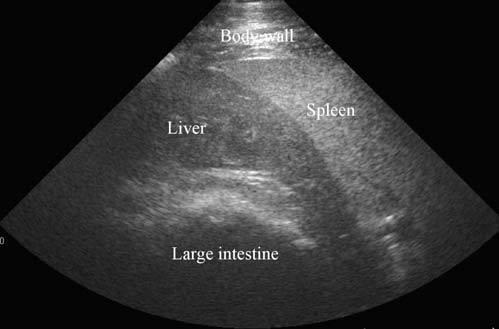 Figuur 1: Echografisch beeld (linker abdomen ter hoogte van 8de intercostaal ruimte) van een gezonde lever. De lever (liver) ligt tegen de milt (spleen) aan.