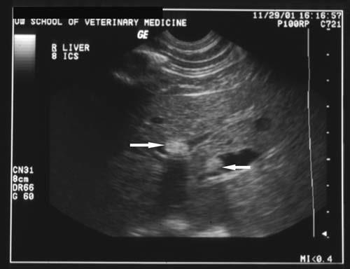 Figuur 2: Echografisch beeld van een door cholangiohepatitis aangetaste lever. Het parenchym is heterogeen. Er zijn gedilateerde galgangen aanwezig.