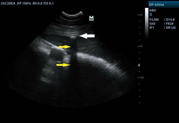 verder onderzoek betreffende de proteïne- en lactaatconcentratie en het soortelijk gewicht konden geen afwijkingen aantonen. Figuur 7: Echografisch beeld van de lever (rechter abdomen).