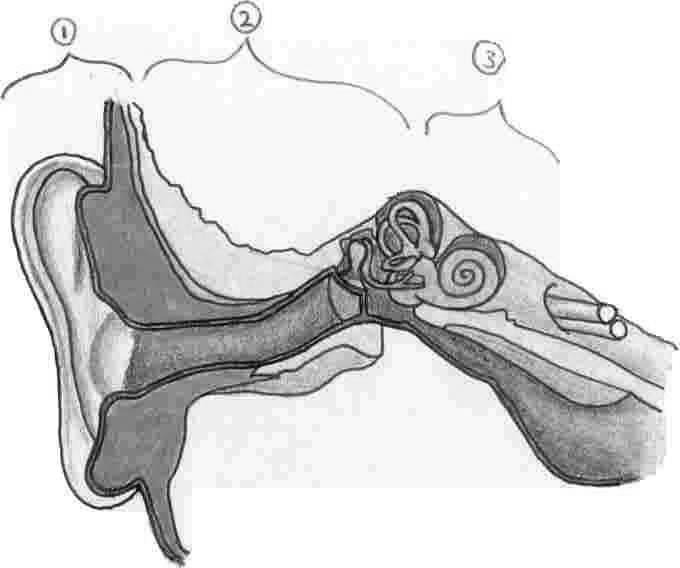 3) Werking van je oor. Oren bestaan in allerlei soorten en maten. Maar die schelpen aan de zijkant van je hoofd zijn maar een deeltje van je oor. Het oor bestaat uit drie delen: 1.