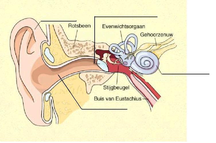 De oorschelp brengt de geluidsgolven door de gehoorgang in je oor. Het trommelvlies gaat deze geluiden versterken.